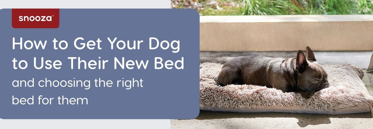 How to get your dog to go to bed best sale