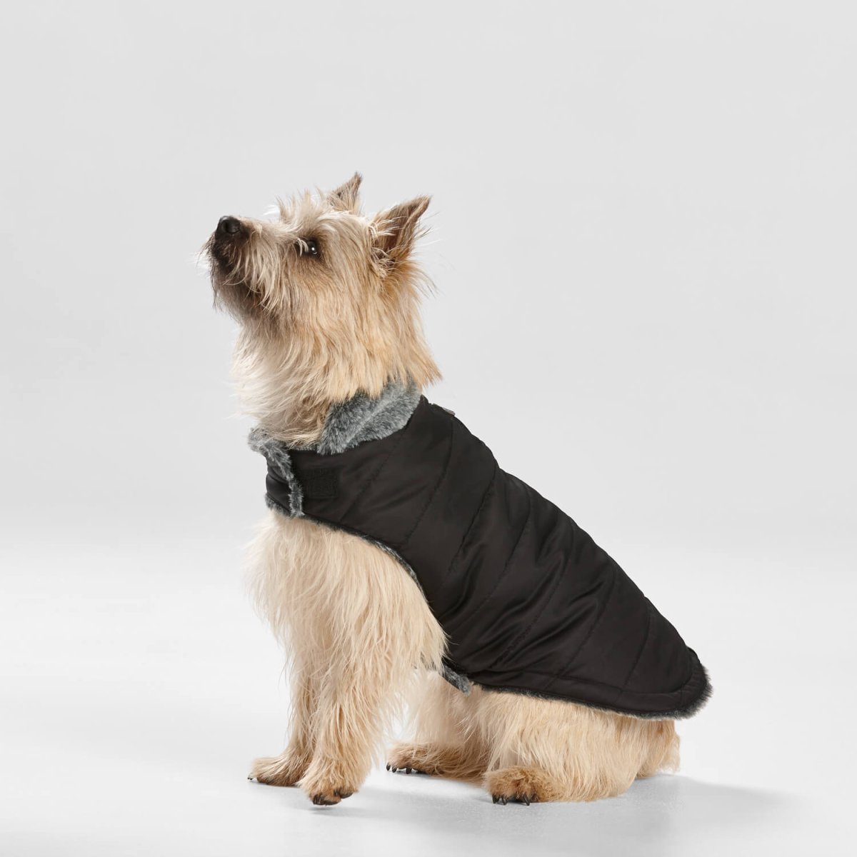 Puffer Dog Coat with Fur Collar in Black Buy Direct at Snooza