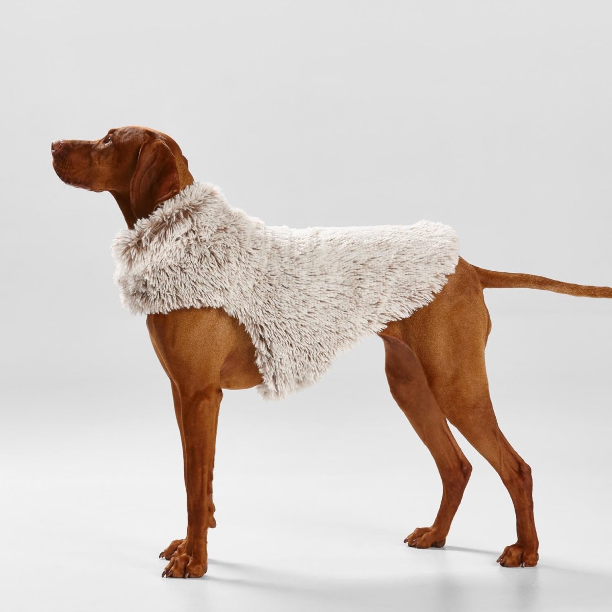 Fur lined dog coat best sale