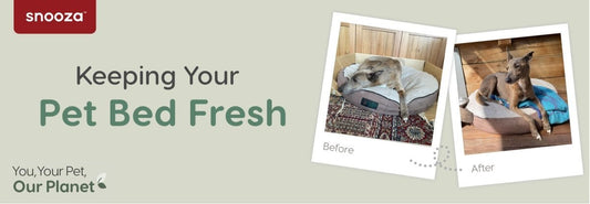 How to Keep your Dog Bed Fresher for Longer + Tips to Keep it Clean! - Snooza Pet Products