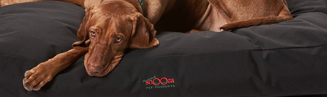 Indestructible Dog beds... Are They Actually a Thing? - Snooza Pet Products