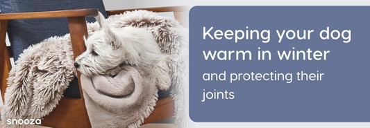 Keeping Your Dog Warm in Winter: Protecting their Joints - Snooza Pet Products