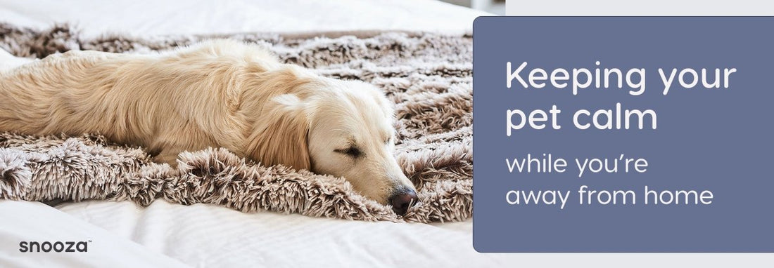 Keeping Your Pet Calm While You're Away From Home - Snooza Pet Products