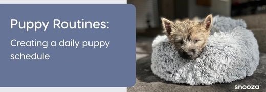 Puppy Routines: How to Create a Daily Puppy Schedule - Snooza Pet Products