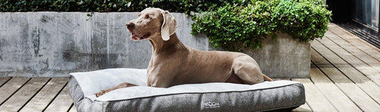 The Best Dog & Cat Beds Around - Snooza Pet Products