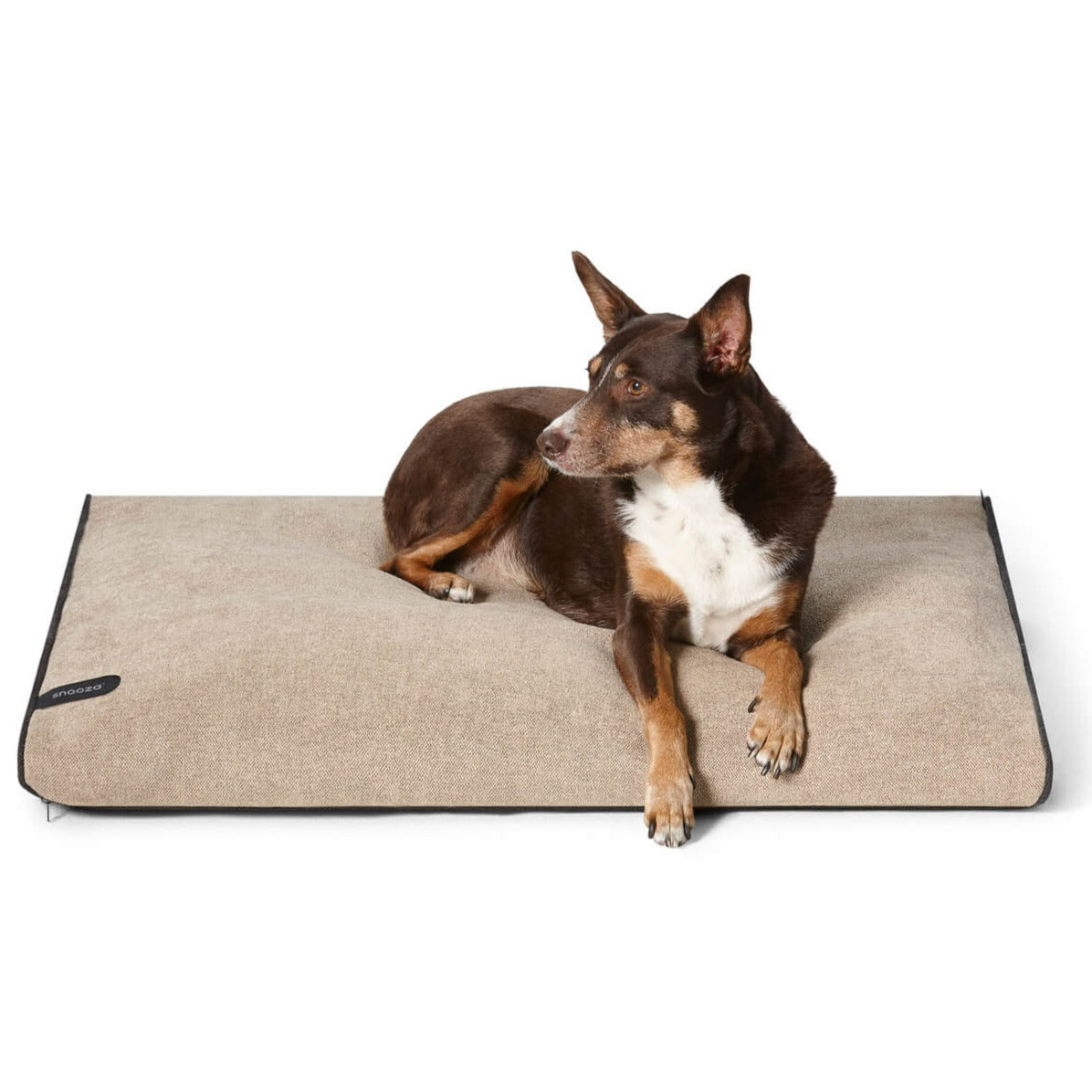 Modern Daybed Dog Bed in Sand | Buy Direct at Snooza