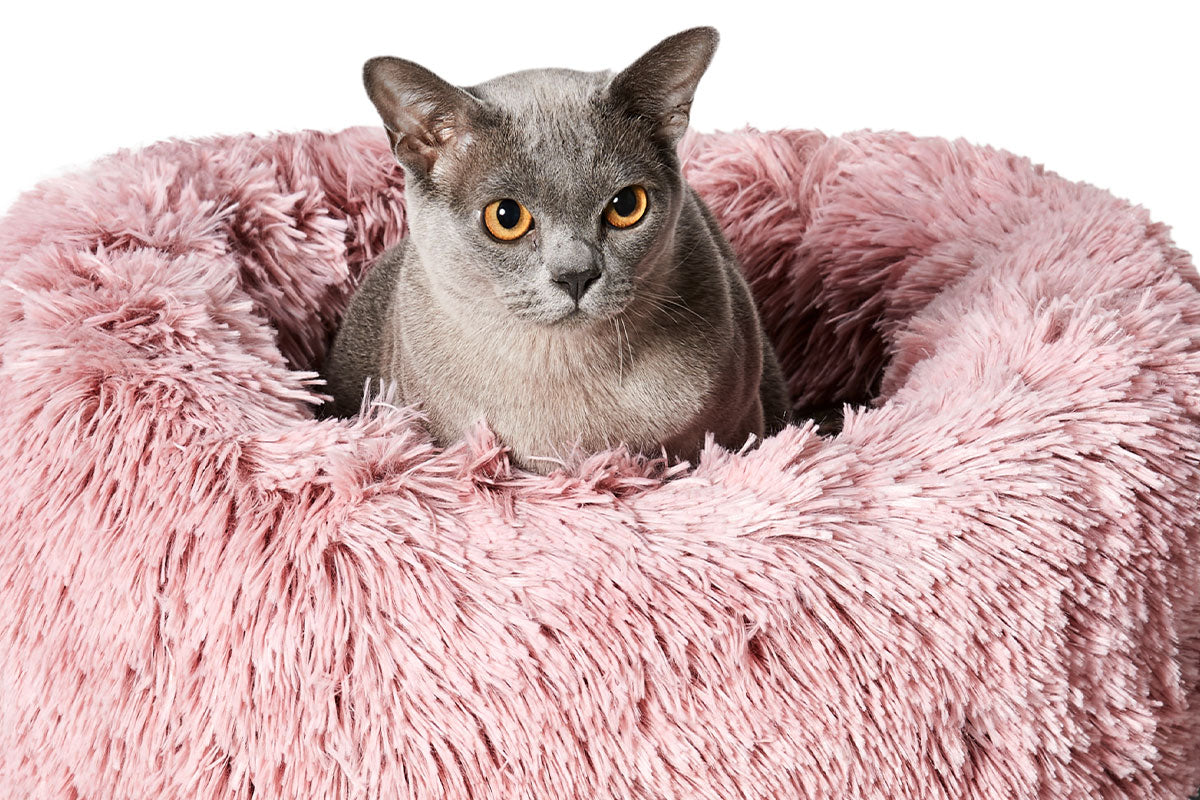 Calming cat beds best sale