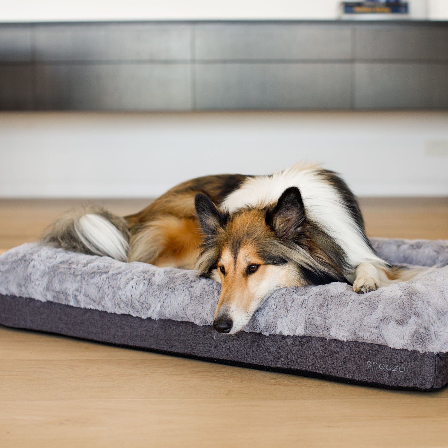 Medium dog beds on sale best sale