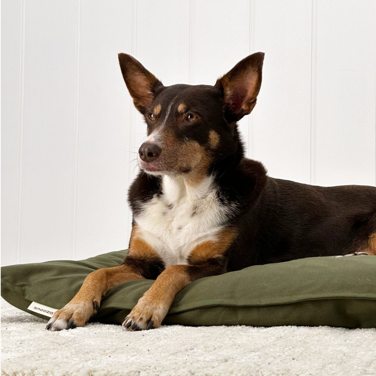 Cotton Canvas Futon Fern | Buy Direct at Snooza Dog Beds