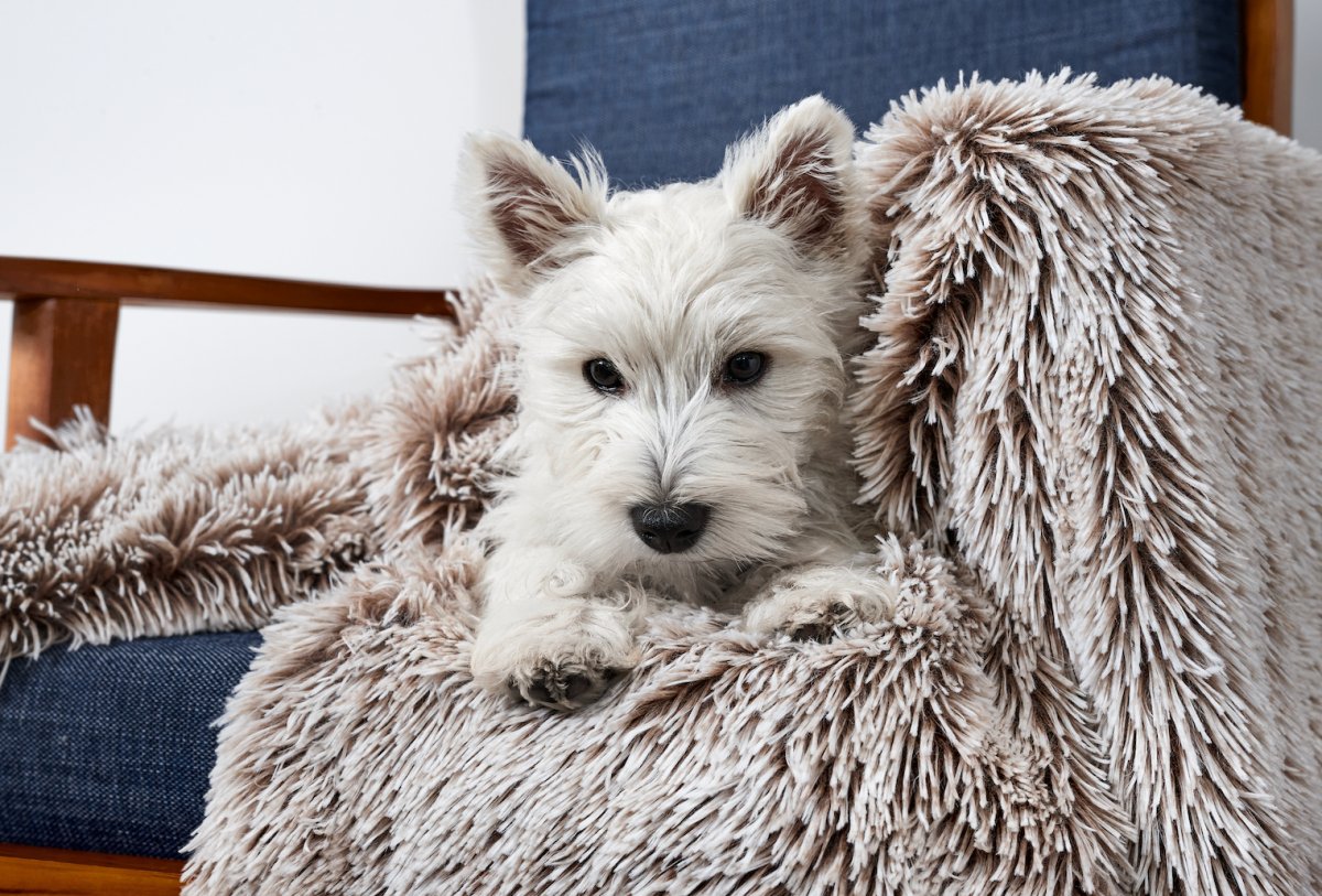 Hoodie Cuddler + Blanket Bundle Mink | Buy Direct at Snooza Dog Beds